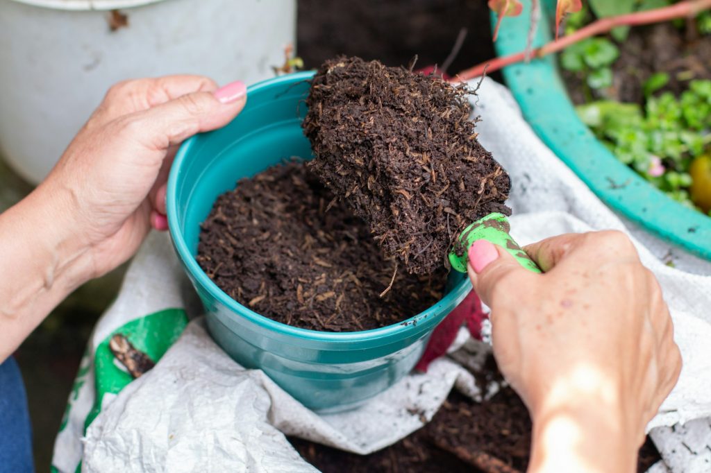 A woman's hands pour compost into a new pot. Gardening work.